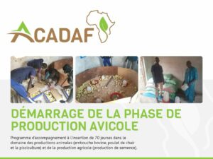 Lancement de la phase de production avicole
Nous sommes ravis d'annoncer le démarrage de notre phase de production avicole chez ACADAF/Afrique . Cette étape s'inscrit dans notre engagement continu envers le développement agricole et animal, et témoigne de notre détermination à promouvoir l'excellence dans le secteur avicole.
Notre Programme d'accompagnement à l'insertion est au cœur de cette initiative. Grâce à ce programme, 70 jeunes passionnés auront l'opportunité de s'engager activement dans divers domaines des productions animales, notamment l'embouche bovine et la production de poulet de chair . De plus, ils seront initiés à la production agricole, en mettant l'accent sur la production de semence.
Chez ACADAF, nous croyons fermement au potentiel de la jeune génération. Nous sommes déterminés à leur fournir les compétences, les ressources et le soutien nécessaires pour qu'ils deviennent les futurs leaders de l'industrie agricole et animale.
Rejoignez-nous dans cette mission passionnante et découvrez comment, ensemble, nous pouvons façonner l'avenir de l'agriculture et de l'élevage.